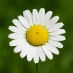 Margarita Maria: Origen, Significado y Curiosidades del Nombre margarita maria